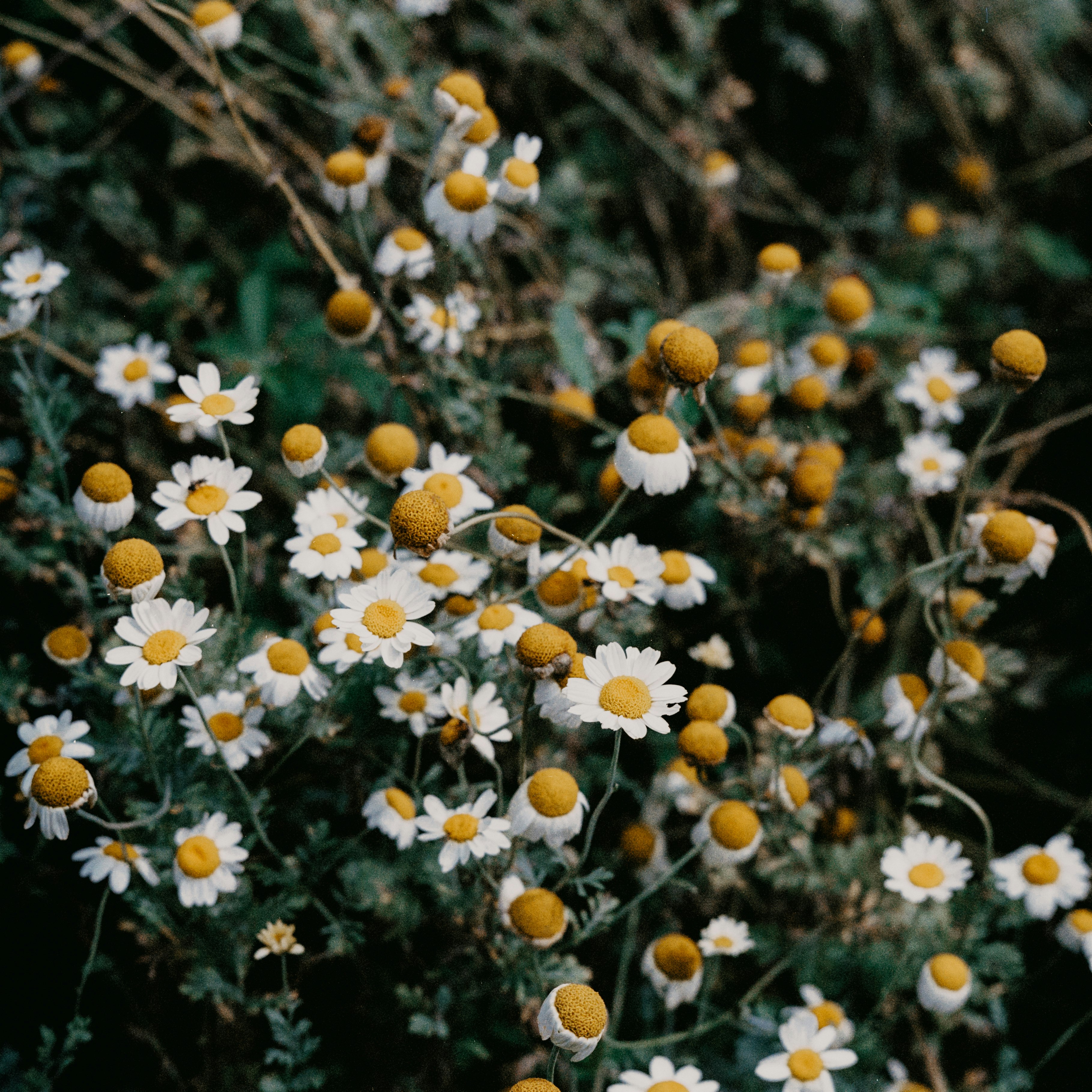 white and yellow flowers during daytime